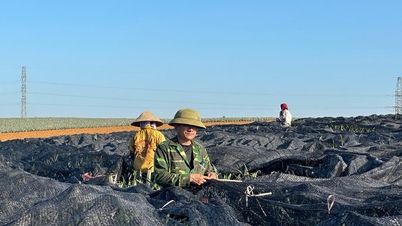 Para petani nanas di Tam Diep sedang "berusaha keras" untuk melindungi tanaman mereka daripada kepanasan yang melampau.