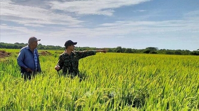 Cuba è riuscita a coltivare il riso con successo; quale canale televisivo tedesco ha parlato della varietà di riso vietnamita ad altissima resa, senza precedenti?