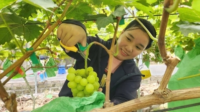 Les raisins au lait coréens s'enracinent dans le sol de Quang Ninh.