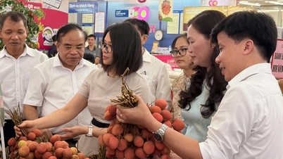 Grazie al sistema di distribuzione della cooperativa di Saigon, sono disponibili nei supermercati di tutto il paese 300 tonnellate di litchi speciali di Thanh Ha.