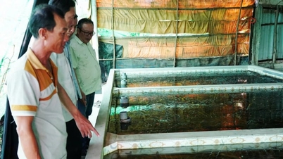 Con oltre 1.000 tonnellate di anguille d'allevamento invendute e sovrasviluppate, la provincia di Ca Mau sta procedendo in questo modo alla loro graduale liquidazione.