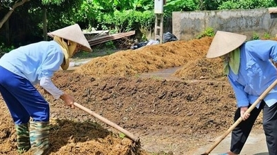 Hanoi: Gli agricoltori di Bat Bat trasformano la paglia di riso in fertilizzante organico dopo il raccolto.