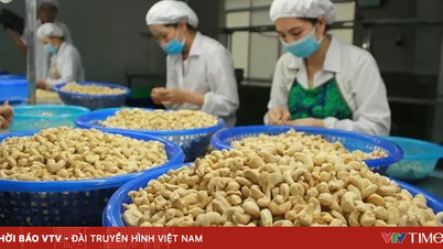 Paradoksnya: Vietnam mengimpor lebih banyak kacang mete daripada mengekspornya.