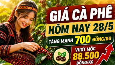 کافی کی قیمتیں آج 28 مئی کو بڑھ گئیں، 88,500 VND/kg سے تجاوز کر گئیں۔