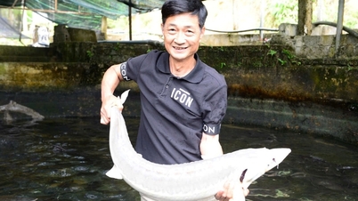 ການລ້ຽງປາສະເຕີຈຽນໃນນໍ້າພຸເຄີຍມີກຳໄລຫຼາຍ, ແຕ່ປະຈຸບັນກຳລັງປະສົບກັບຄວາມຫຍຸ້ງຍາກຍ້ອນລາຄາຕົກຕໍ່າ.
