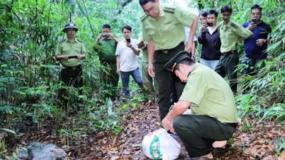 Questo grande e lungo animale, finito inaspettatamente in un campo di detenzione, è stato poi rilasciato nel Parco Nazionale di Nui Chua-Phuoc Binh, nella provincia di Khanh Hoa.