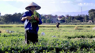 28 Mayıs hava tahmini: Kuzey Vietnam'da gök gürültülü fırtınalardan önce sıcak hava etkili olacak, Güney Vietnam'da ise yer yer şiddetli yağmur görülecek.
