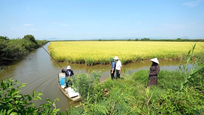 'Multicropping' production on 'monoculture' fields - Part 2: From '3-in-1' fields