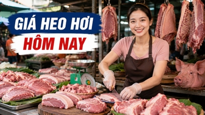 Giá heo hơi hôm nay 28.5: Nguồn cung tăng dần, giá bắt đầu phân hóa giữa các vùng