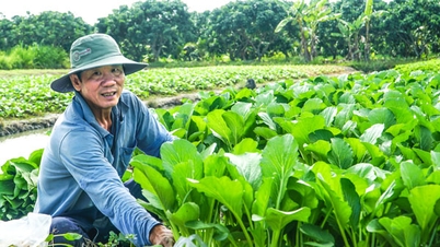 I prezzi dei fertilizzanti sono in aumento.
