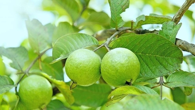 5 tipi di alberi da frutto resistenti al sole, adatti alla coltivazione sui tetti.