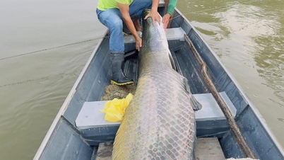 Dva bratři chytili v řece obří rybu o váze 130 kg a délce 2,2 metru.