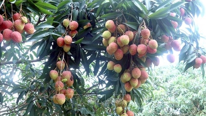Stagione del litchi 2026: focus su qualità, branding e valore aggiunto.