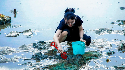 Da Nang'daki gençler, çamurda yürümek ve deniz tarağı avlamak için körfeze akın ediyor.