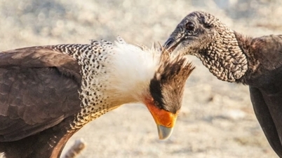 Uccelli di specie diverse sanno come prendersi cura delle piume dei propri simili e come pulirle.