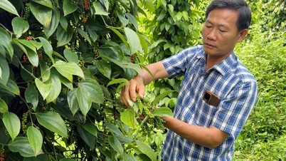 Сорт «Tieu Tung Linh» продається широко, що призводить до збитків для багатьох фермерів у Центральному нагір’ї, і власник бренду звертається по допомогу.