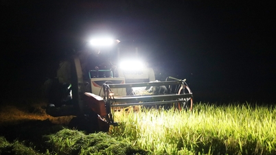 Bắc Ninh: Nắng nóng cực độ, nông dân ra đồng gặt lúa ban đêm