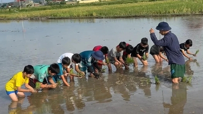 دورات فريدة من نوعها حول زراعة الأرز وصيد القواقع للطلاب خلال العطلة الصيفية.