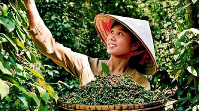 Bản tin nông sản hôm nay (28-5): Giá cà phê trong nước bật tăng