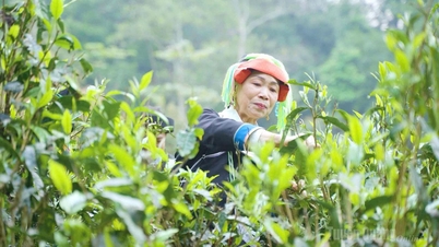 "Oro Verde" Cao Bo