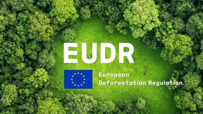 الشركات الفيتنامية تواجه اختبار EUDR.