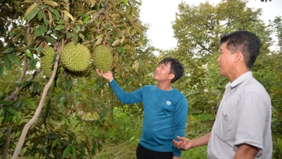 Meningkatkan nilai pohon buah-buahan