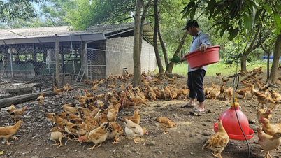 Marca Cua Chicken