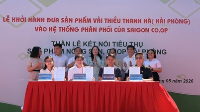 A Saigon Co.op 300 tonna Thanh Ha licsivel látja el országos forgalmazási rendszerét, és megszervezi a Hai Phong Mezőgazdasági Termékek és OCOP Fogyasztási Kapcsolat Hetét.
