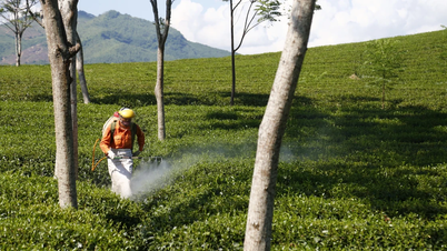 A UE está a pressionar para a simplificação da regulamentação dos pesticidas e da agricultura.