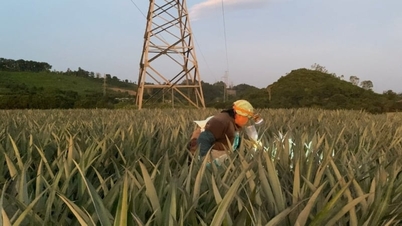 Tam Diep is een hete en zonnige regio in de provincie Ninh Binh, en de stekelige ananasplant is een oersterke plant waar de lokale bevolking nog steeds mee moet werken.