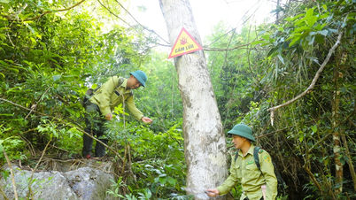 Nghe An: Forest rangers strain themselves to protect forests amidst scorching temperatures exceeding 40 degrees Celsius.