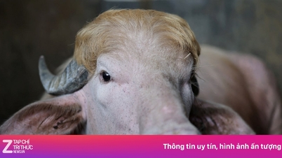 ក្របី​នោះ​បាន​រួច​ផុត​ពី​សេចក្ដី​ស្លាប់ ពី​ព្រោះ​វា​ស្រដៀង​នឹង... លោក Trump។