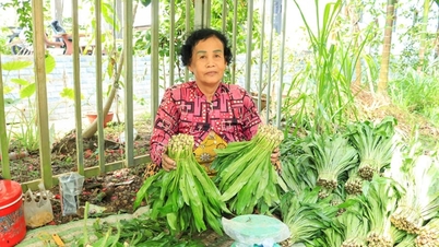 Questa erba aromatica cresce in abbondanza nei frutteti di Can Tho (provincia di Soc Trang) ed è sempre deliziosa quando viene raccolta e venduta.