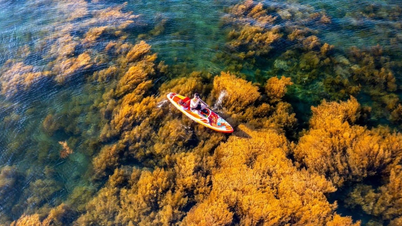 Immergetevi nel "mare dorato" dell'isola di Hon Kho e vivete la stagione più bella dell'anno per ammirare le alghe marine a Quy Nhon.