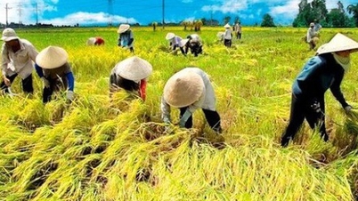 Creșterea calității orezului din Hanoi prin dezvoltarea unor modele de extindere agricolă sigure și moderne.