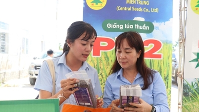 Da Nang: Gjør kooperativer til et sentralt ledd i produksjonskjeden for risfrø.
