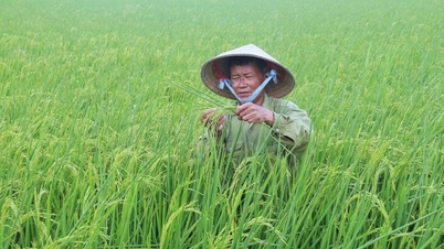 Thay đổi cách hỗ trợ nông dân để tránh cảnh 'được mùa mất giá'
