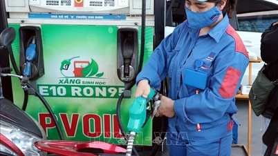 Дананг готов к внедрению биотоплива E10.