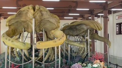 Quang Ngai: Due scheletri unici delle balene più grandi del Vietnam, ritrovati a Ly Son.