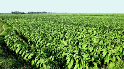 Recoltă abundentă de „iarbă a dorului de dragoste”