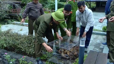Hai Phong: Lebih dari 3.200 burung dan hewan langka dilepasliarkan kembali ke alam.