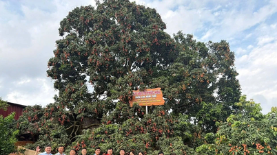 Pohon leci berusia seabad, pohon asli dari pohon tersebut, dilelang dan hasil panennya dieksploitasi oleh sebuah bisnis di Bac Ninh.