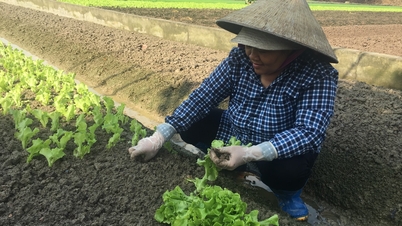 Nella stagione estiva-autunnale, Hai Phong ha coltivato 15.200 ettari di ortaggi e altre colture.