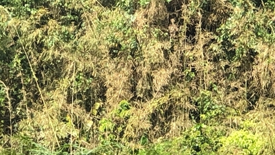 Gefahr von Waldbränden aufgrund langsamer Vegetationsrodung.