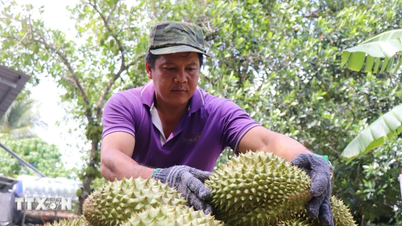 Tay Ninh invita a investire in 32 zone di sviluppo agricolo ad alta tecnologia.