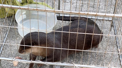 A Dai Lanh község egy ritka, kis karmú vidrát adott át a Cat Tien Nemzeti Parknak.