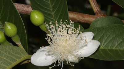 Que se passe-t-il dans le corps lorsqu'on boit de la tisane de feuilles de goyave de façon continue pendant plusieurs semaines ?