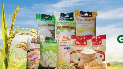 Riso Hapro Dong Thap: valorizzare il marchio dei prodotti agricoli vietnamiti.