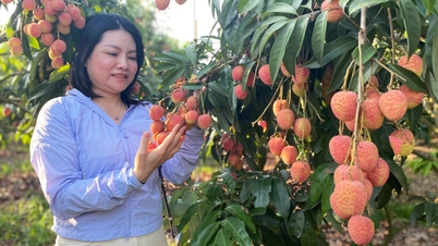 Chinese businesses and traders visit the lychee growing region of Nanyang.