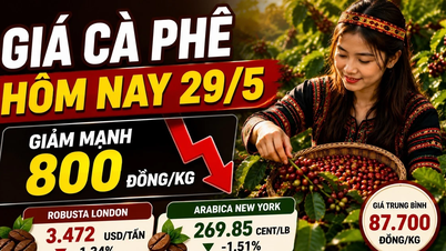 Les prix du café ont fortement chuté aujourd'hui, 29 mai, perdant 800 VND/kg.